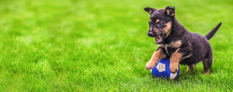 How to Train a Puppy to Like a Ball